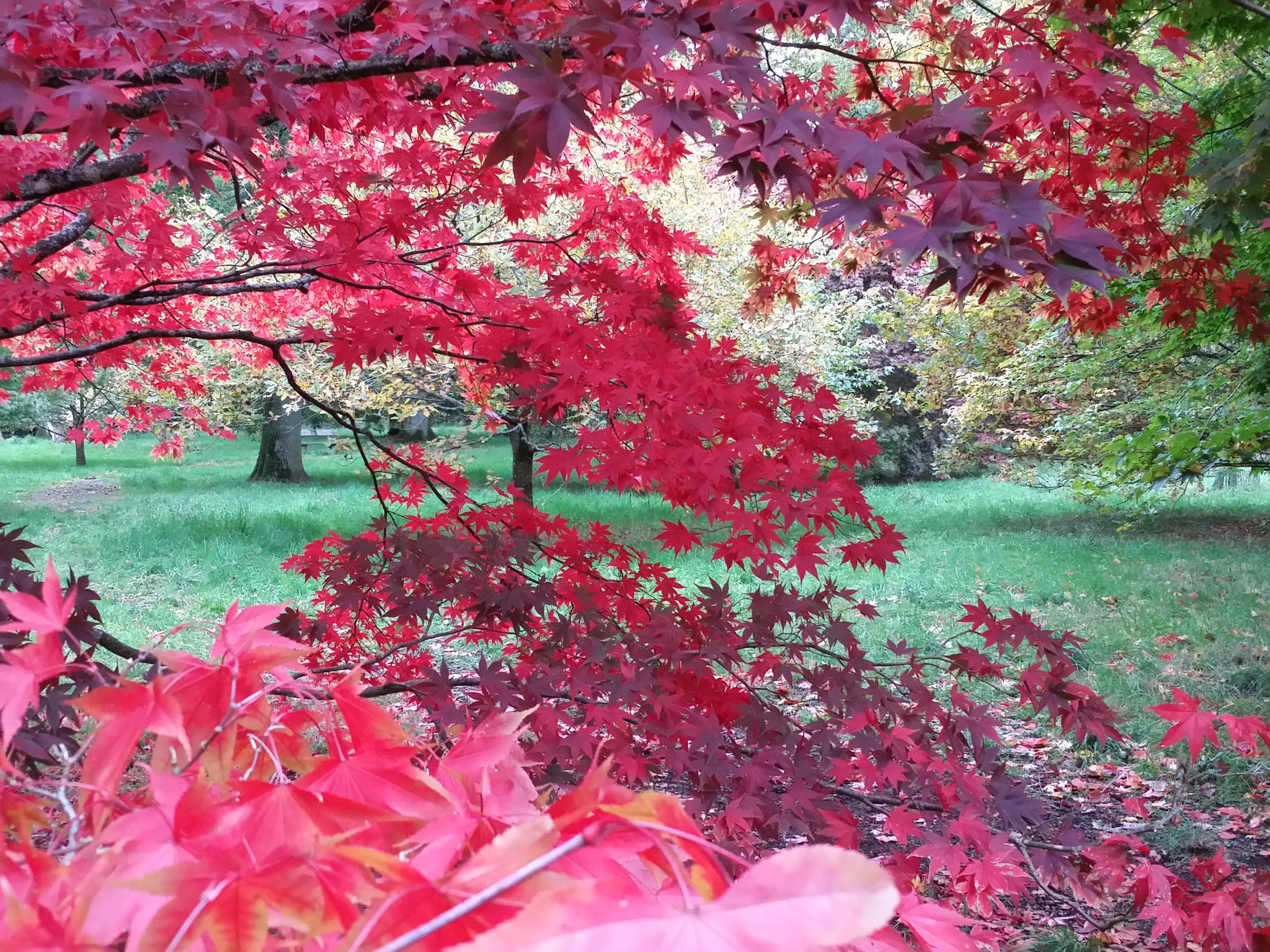 westonbirt acers
